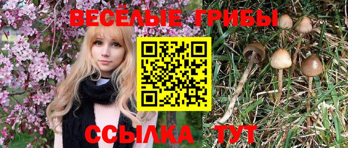 Галлюциногенные грибы Psilocybine cubensis Новошахтинск
